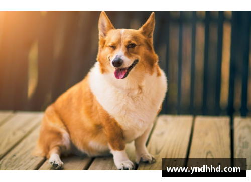 狗万官网场上贡献值历史第一！约基奇何时才能得到应有的重视？ - 副本