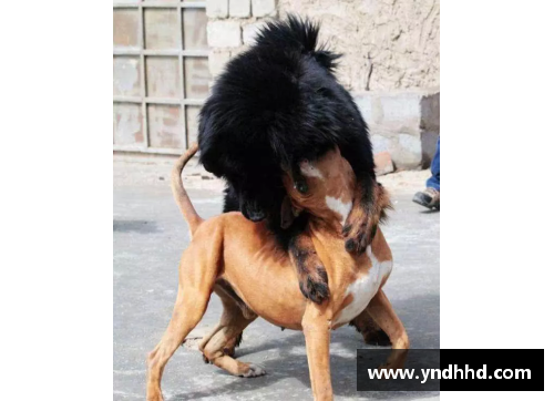 狗万官网能轻松战胜比特犬的“狗”，却被外国人当宠物，网友看得瑟瑟发抖！ - 副本